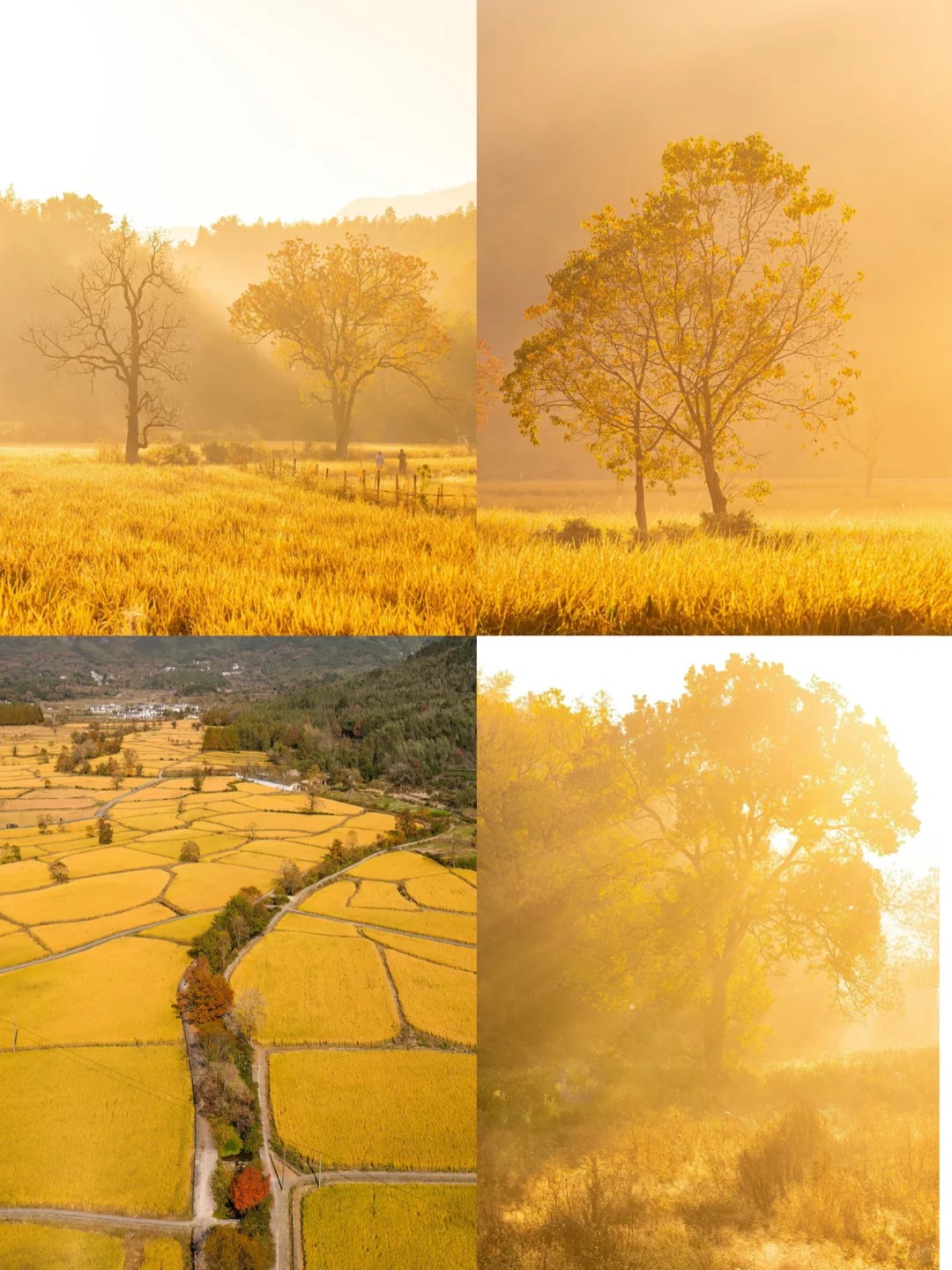 驱车300 公里，只为领略塔川秋色！_4_喵喵汪的旅行日记_安徽徽州-来自52tours 我爱旅游网